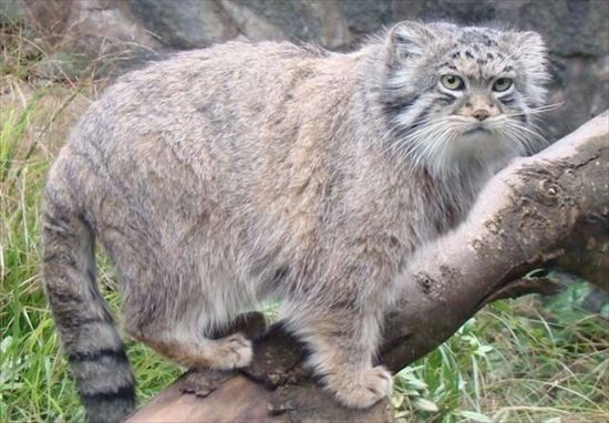 Otocolobus-manul10